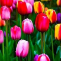 CreativeWriterGirl9